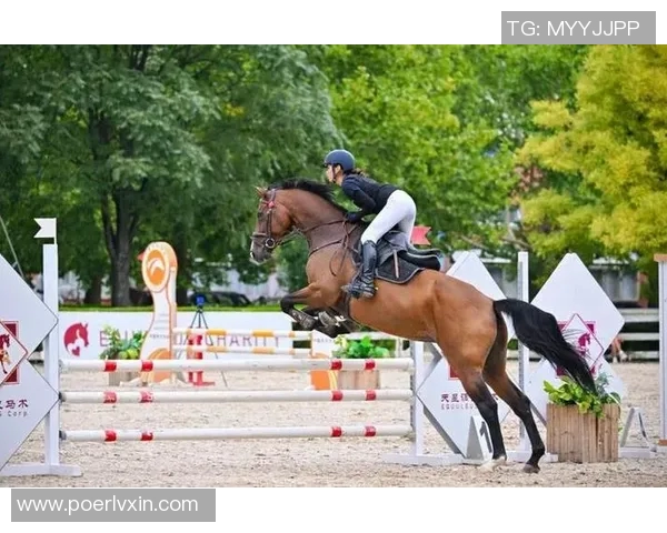 上海篮球队杯赛表现分析展现实力与团队协作的完美结合